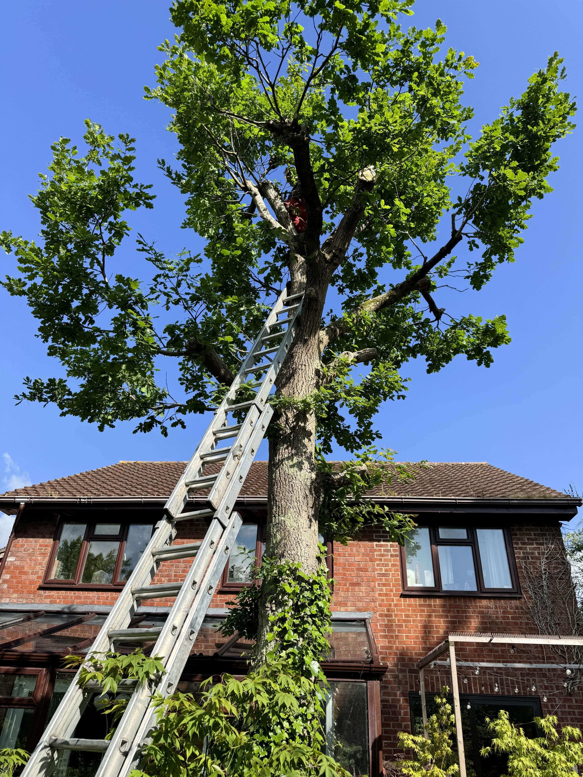 Arborists/Tree Services Swanley BR8